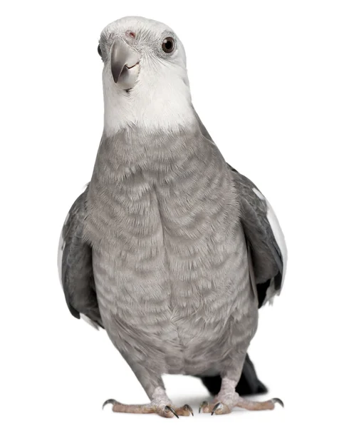 男性鹦鹉，nymphicus hollandicus，在白色背景前 — 图库照片