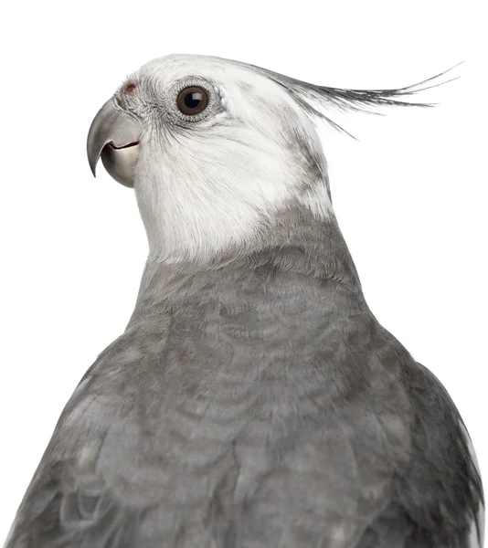 Close-up of Male Cockatiel, Nymphicus hollandicus, in front of white background — Stock Photo, Image