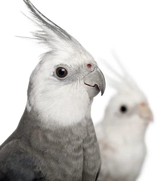 男性和女性的鹦鹉，nymphicus hollandicus，在白色背景前的特写 — 图库照片
