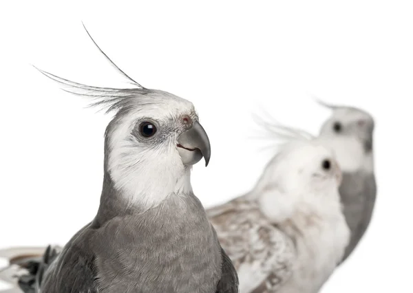 Close-up of Male and female Cockatiel, Nymphicus hollandicus, in front of white background — Stock Photo, Image