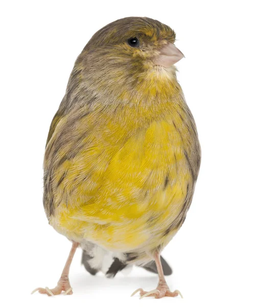 Atlantic Canary, Serinus canaria, 2 years old, in front of white background — Stock Photo, Image