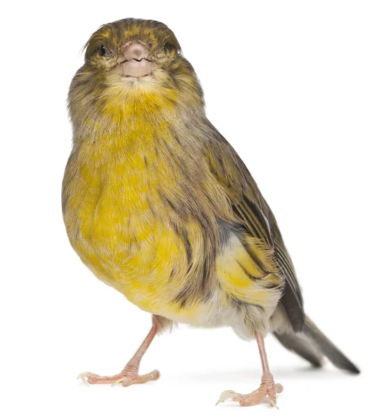 Atlantic Canary, Serinus canaria, 2 years old, in front of white background — Stock Photo, Image