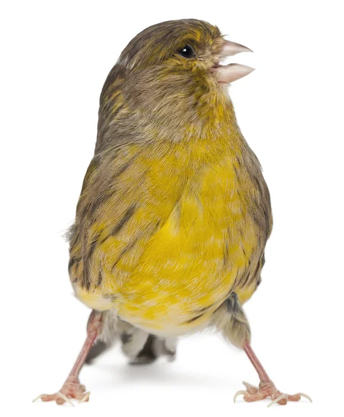 Atlantic Canary, Serinus canaria, 2 years old, in front of white background — стокове фото