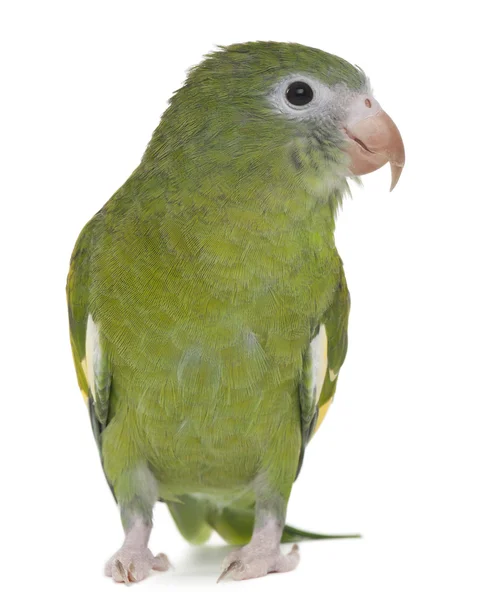 Bílý okřídlený papoušek brotogeris versicolurus, 5 let, před bílým pozadím — Stock fotografie