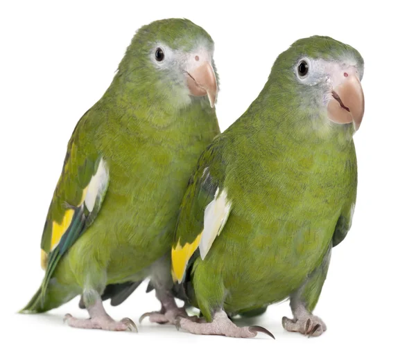 AK kanatlı parakeets, brotogeris versicolurus, 5 yıl yaşlı, beyaz arka plan — Stok fotoğraf