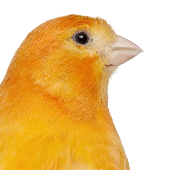 Close-up of Canary, Serinus canaria domestica, 2 years old, in front of white background — Stock Photo, Image