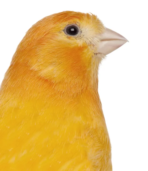 Close-up of Canary, Serinus canaria domestica, 2 years old, in front of white background — Stock Photo, Image