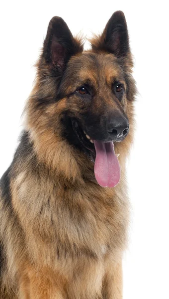 Close-up of German Shepherd in front of white background — Stok Foto