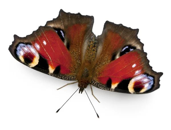 European Peacock moth, Inachis io, in front of white background — 스톡 사진