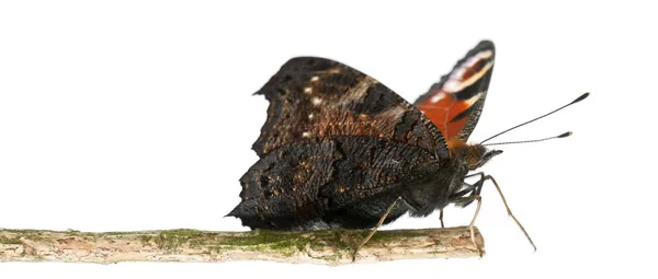 欧洲孔雀蛾、 蛱蝶 io，在白色背景前的分支 — 图库照片