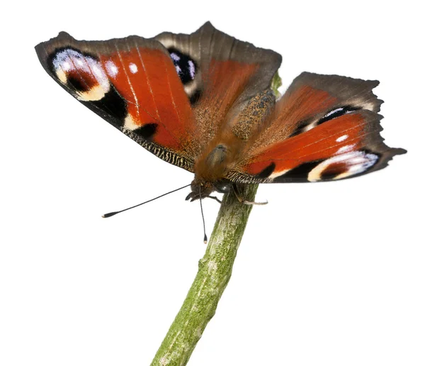 European Peacock moth, Inachis io, on a branch in front of white background — 스톡 사진