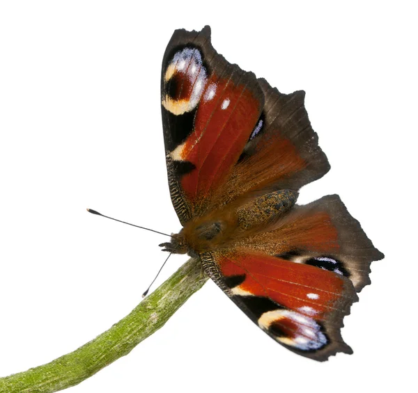 European Peacock moth, Inachis io, on a branch in front of white background — Stock Fotó