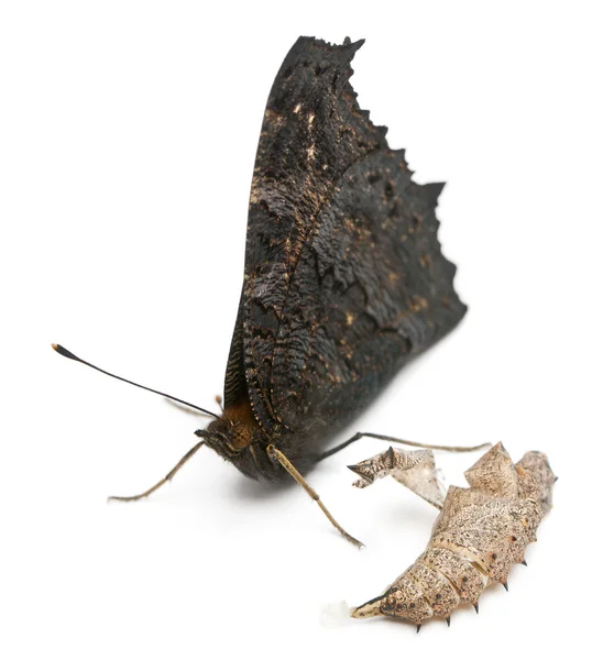 European Peacock moth, Inachis io, next to it's cocoon in front of white background — Stock Photo, Image