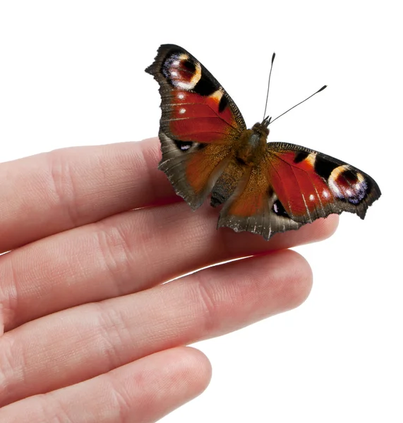European Peacock moth, Inachis io, on a hand in front of white background — 스톡 사진