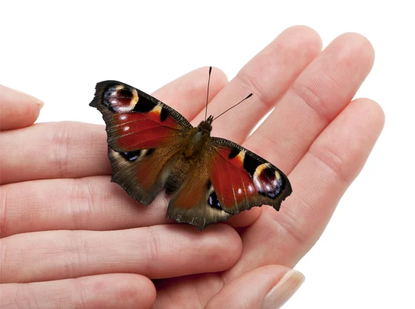stock image European Peacock moth, Inachis io, on a hand in front of white background