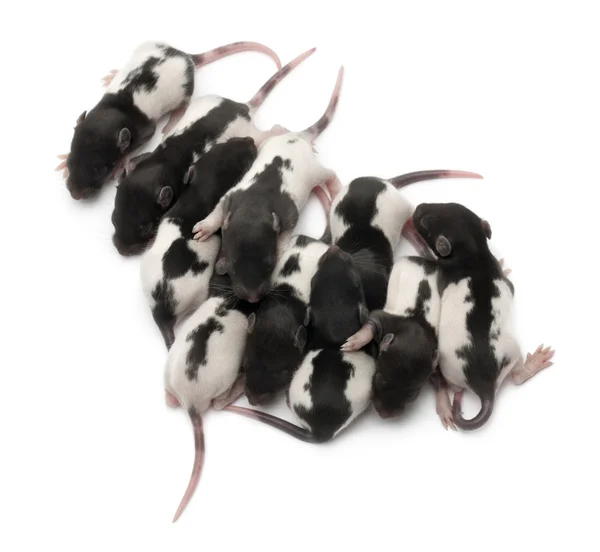High angle view of a group of Fancy rats babies sleeping in front of white background — Stock Fotó