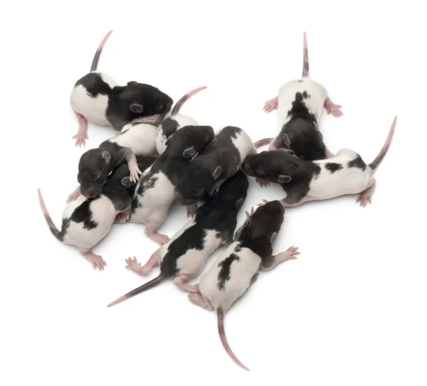 Visão de alto ângulo de um grupo de ratos extravagantes bebês dormindo na frente do fundo branco — Fotografia de Stock