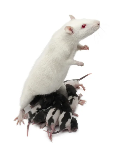 Fancy Rat nutrire i suoi bambini di fronte a sfondo bianco — Foto Stock
