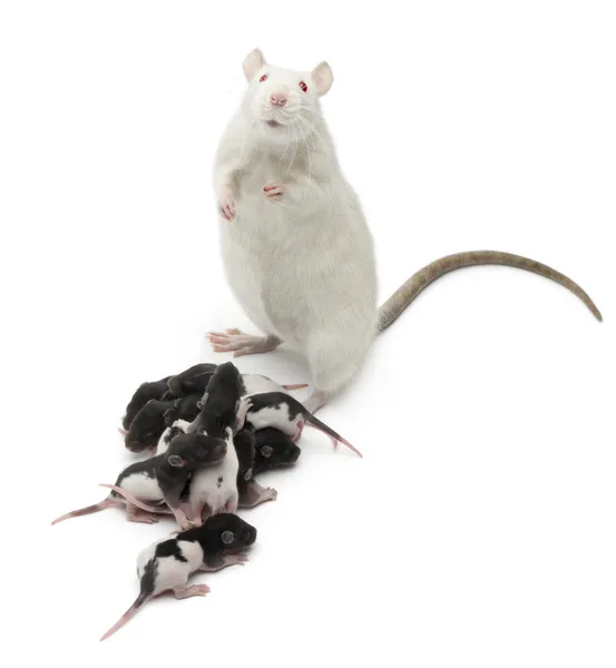 Fantasievolle Ratte neben ihren Babys und blickt vor weißem Hintergrund in die Kamera — Stockfoto