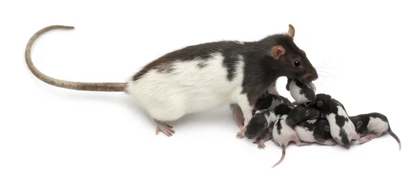 Fancy rat taking care of its babies in front of white background — Stock Photo, Image