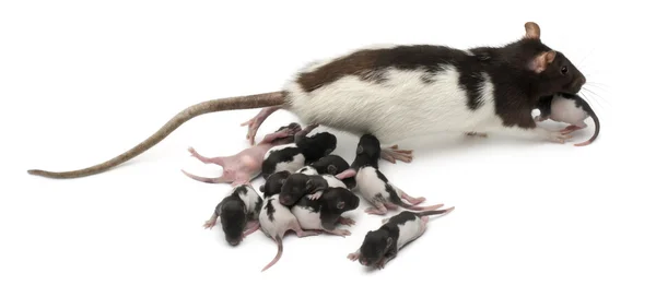 Fantasievolle Ratte kümmert sich vor weißem Hintergrund um ihre Babys — Stockfoto