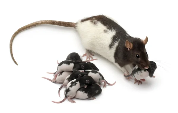 Rata de lujo cuidando a sus bebés frente al fondo blanco — Foto de Stock