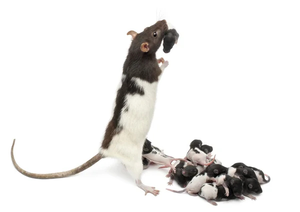 Fancy rat verzorgen van haar baby's voor witte achtergrond — Stockfoto