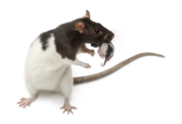 Fancy rat uitvoering van haar baby voor witte achtergrond — Stockfoto