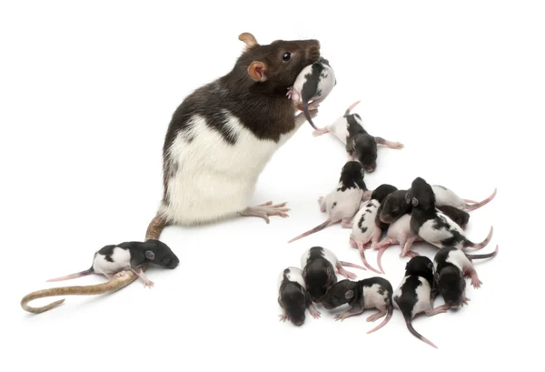Rato chique cuidando de seus bebês na frente de fundo branco — Fotografia de Stock
