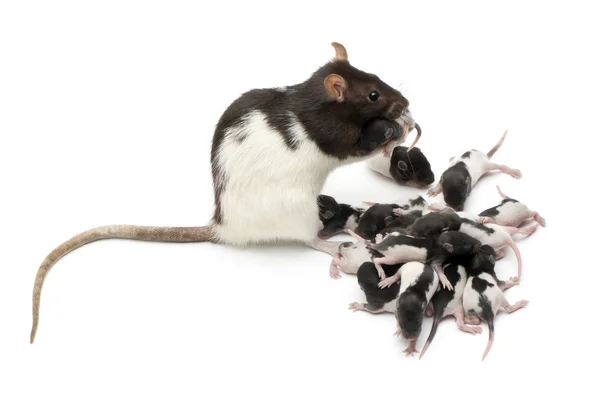Fancy rat verzorgen van haar baby's voor witte achtergrond — Stockfoto