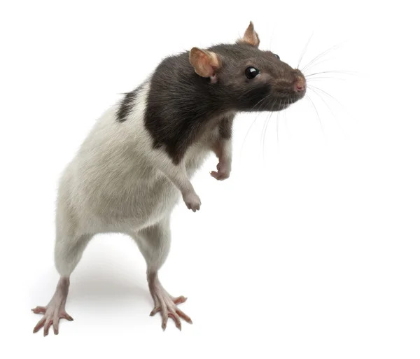 Fancy Rat standing up in front of white background — Stock Photo, Image