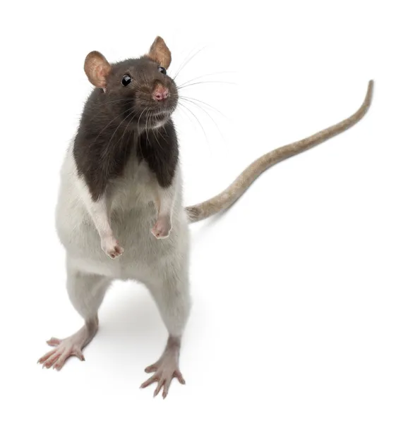 Rato extravagante em pé na frente do fundo branco — Fotografia de Stock