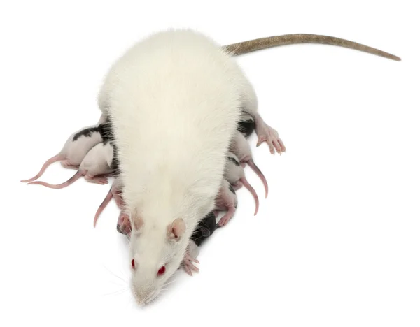 Rato chique alimentando seus bebês na frente do fundo branco — Fotografia de Stock
