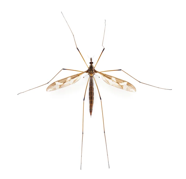 Кран літати або тато Лонг ноги, Tipula Максима перед білим тлом — стокове фото