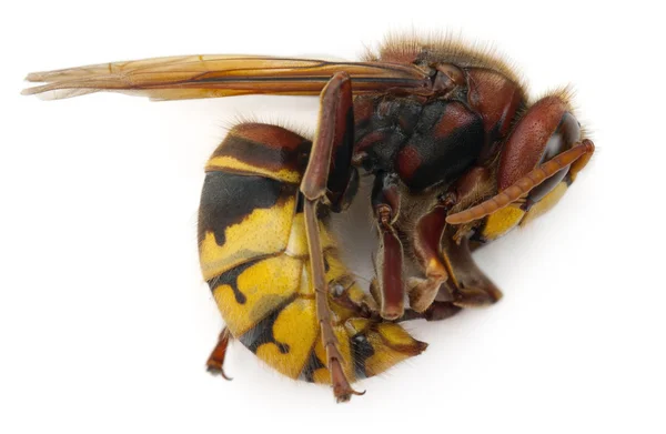 Dead European hornet, Vespa crabro, in front of white background — Stock Photo, Image