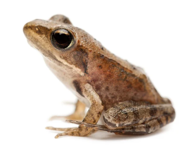 Young Common Frog, Rana temporaria, in front of white background — стокове фото