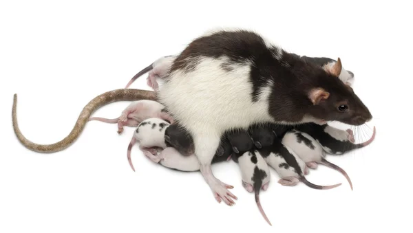 花式大鼠喂养它在白色背景前的孩子 — 图库照片