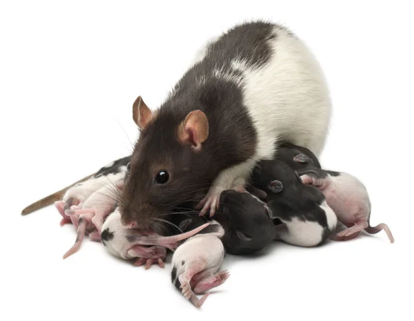 Fantasievolle Ratte füttert ihre Babys vor weißem Hintergrund — Stockfoto