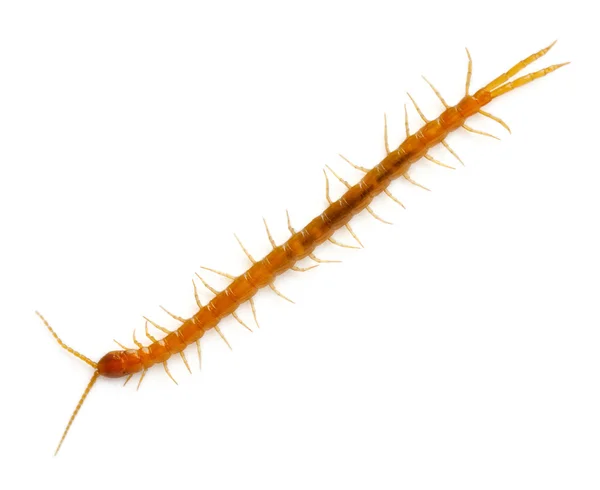 Centipede in front of white background — Stock Fotó