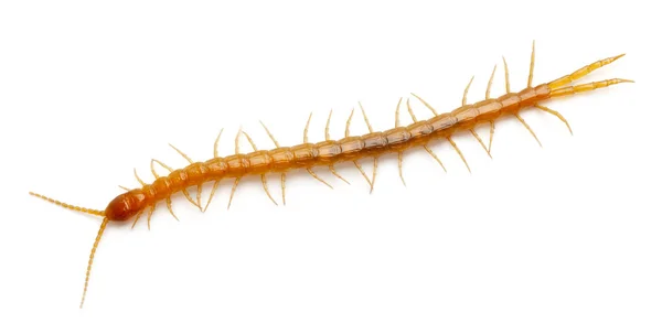Centipede in front of white background — стокове фото