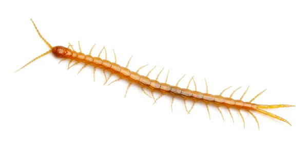Centipede in front of white background — Stock Photo, Image