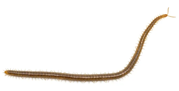 Centopeia na frente do fundo branco — Fotografia de Stock
