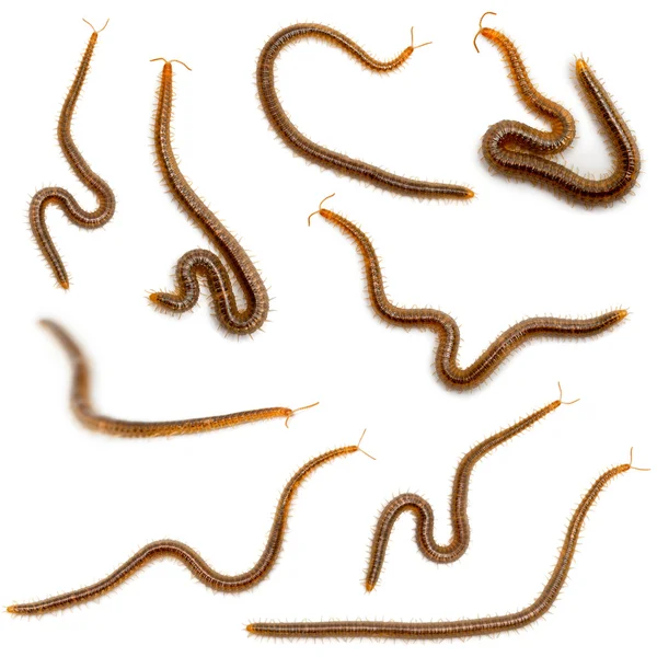 Collage of centipedes in front of white background — Stock Photo, Image