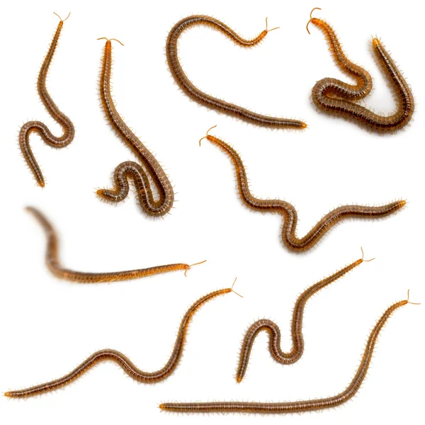 stock image Collage of centipedes in front of white background