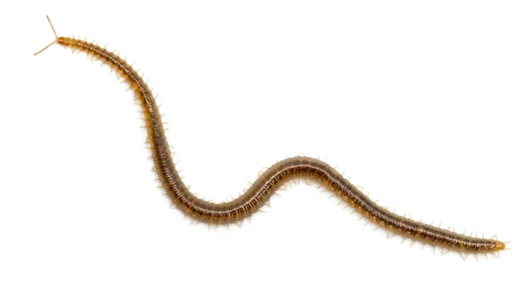 Centipede in front of white background — 스톡 사진