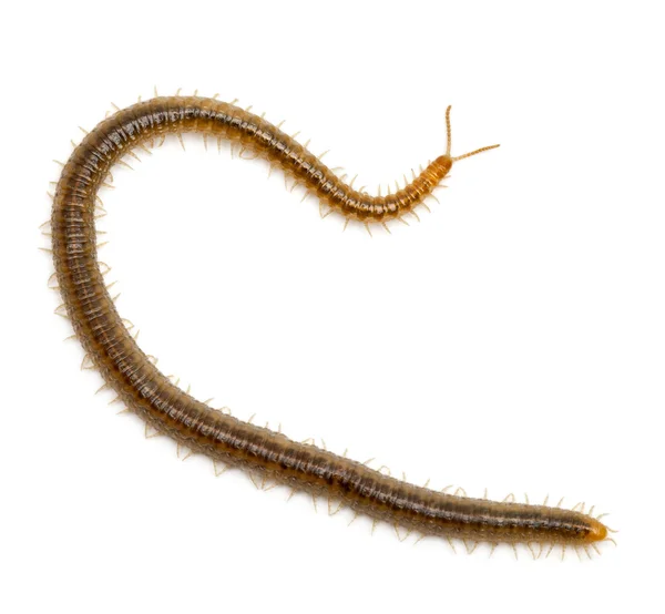 Centipede devant fond blanc — Photo