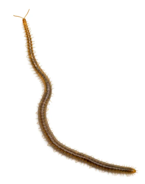 Centopeia na frente do fundo branco — Fotografia de Stock