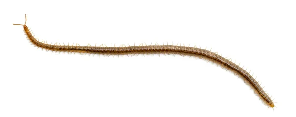 Centipede in front of white background — Stock Photo, Image