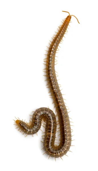Centipede in front of white background — стокове фото