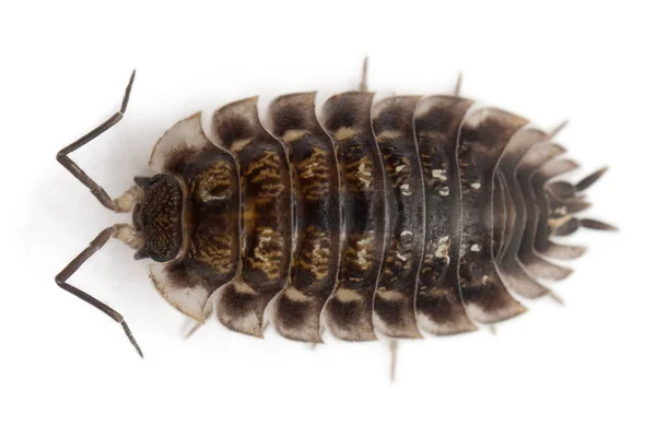 High angle view of Common woodlouse, Oniscus asellus, in front of white background — Stock Photo, Image